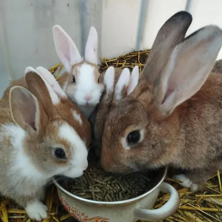 De Smishoeve Met Kinderpret, Dieren En Wellness *